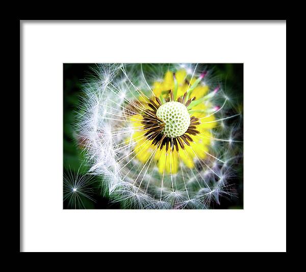 Dandelions Framed Print featuring the photograph CELEBRATION of NATURE by Karen Wiles