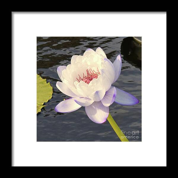 Barrieloustark Framed Print featuring the photograph Celebration of the Lotus by Barrie Stark