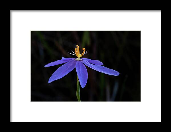 Celestial Lily Framed Print featuring the photograph Celestial Lily by Paul Rebmann