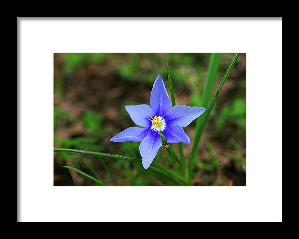 Wildflower Framed Print featuring the photograph Celestials by Bill Morgenstern