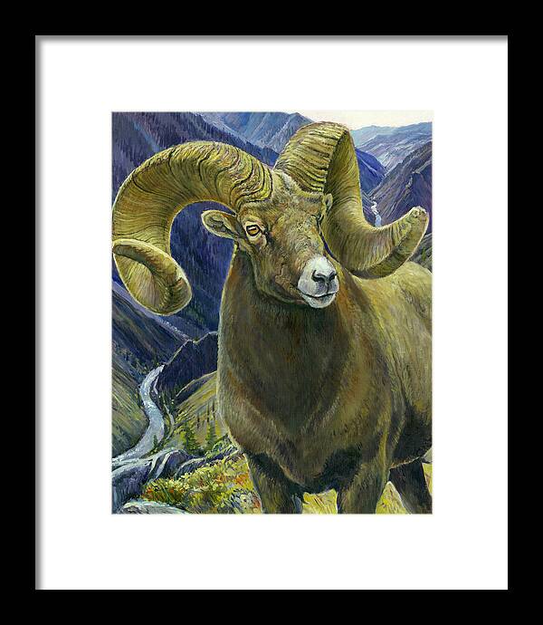 Bighorn Ram Framed Print featuring the painting Centenial by Steve Spencer