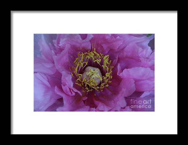 Floral Framed Print featuring the photograph Center of the Attention by Yumi Johnson