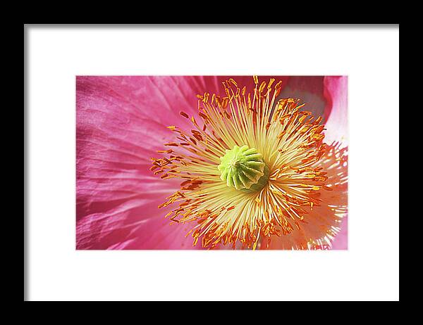 Flower / Pink / Yellow / Floral / Center / Macro / Details Framed Print featuring the photograph Center Stage by Susan Campbell
