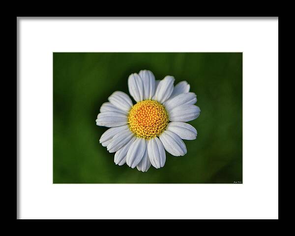 Macro Framed Print featuring the photograph Centerpiece - Daisy 010 by George Bostian