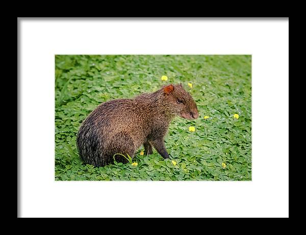 Colombia Framed Print featuring the photograph Central American Agouti Panaca Quimbaya Colombia by Adam Rainoff