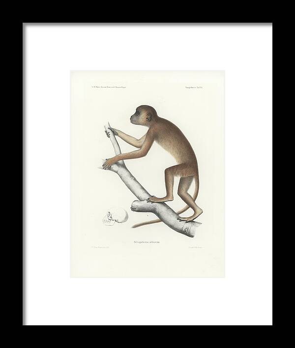 Central Yellow Baboon Framed Print featuring the drawing Central Yellow Baboon, Papio c. cynocephalus by J D L Franz Wagner