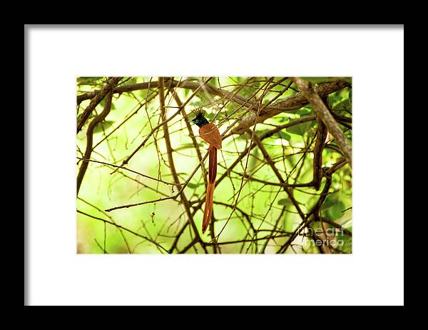Yala National Park Framed Print featuring the photograph Ceylon paradise flycatcher by Venura Herath