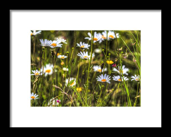 Camomile Framed Print featuring the photograph Chamomile by David Pyatt