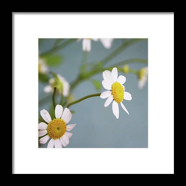 Chamomile Framed Print featuring the photograph Chamomile Dream 3- Art by Linda Woods by Linda Woods