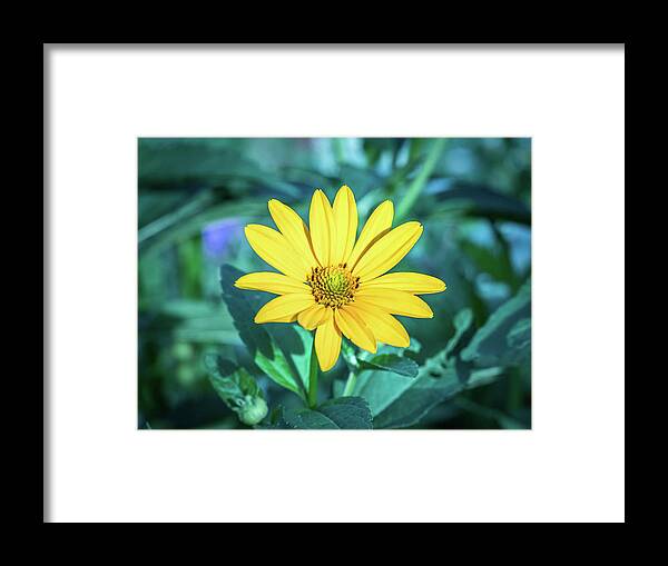 Blue Framed Print featuring the photograph Chamomile in Moonlight Tones 3 by Pavel Melnikov
