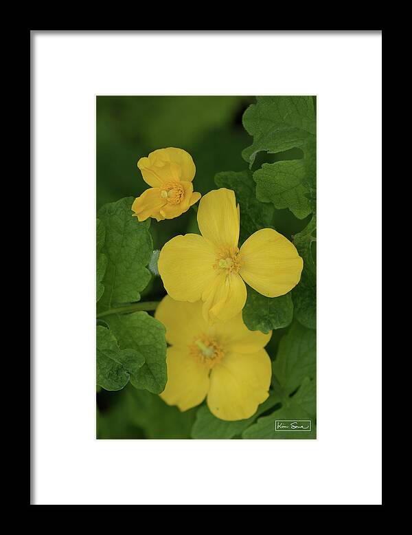 Fine Art Framed Print featuring the photograph Change Means Growth by Kim Sowa