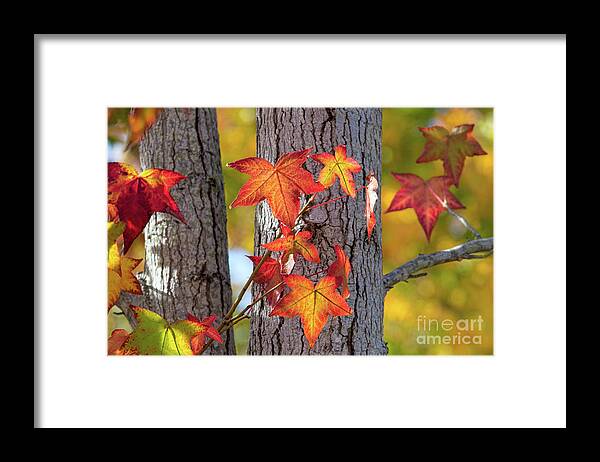 Fall Color Framed Print featuring the photograph Changing Leaves by Mimi Ditchie