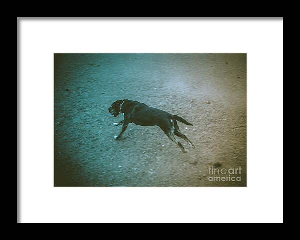 Dog Framed Print featuring the photograph Charge by Scott Sawyer