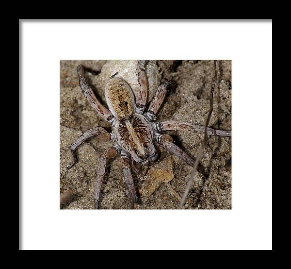 Spider Framed Print featuring the photograph Charlotte by Debbie May