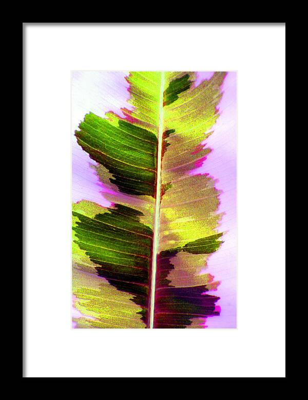 Leaf Framed Print featuring the photograph Chartreuse by Carolyn Stagger Cokley