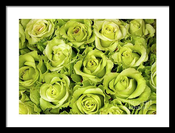 Chartreuse - Color Framed Print featuring the photograph Chartreuse colored roses by Bruce Block