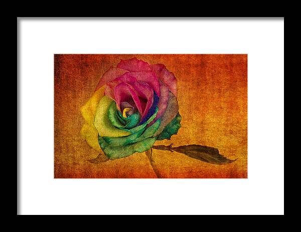 Rainbow Rose Framed Print featuring the photograph Chasing Rainbows by Marina Kojukhova