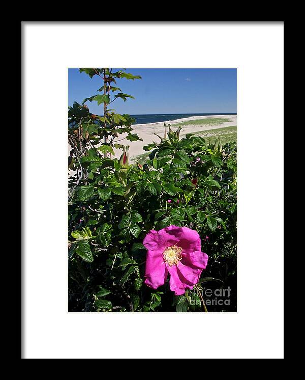 Flower Framed Print featuring the photograph Chatham Flower by Jim Gillen