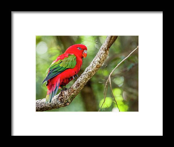 Plettenberg Bay Framed Print featuring the photograph Chattering Lory by Alexey Stiop