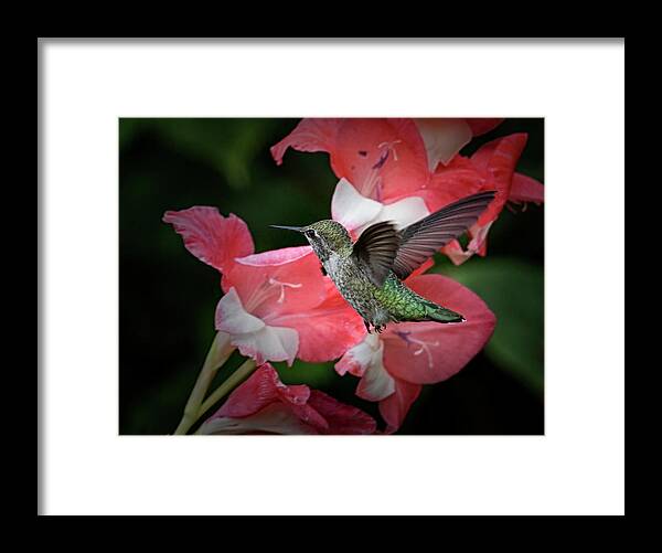 Hummingbird Framed Print featuring the photograph Checking The Menu by Randy Hall