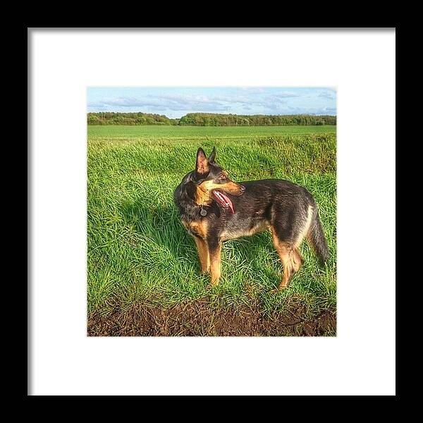 Petstagram Framed Print featuring the photograph Checking Where We've Been. #dogs #gsd by Abbie Shores