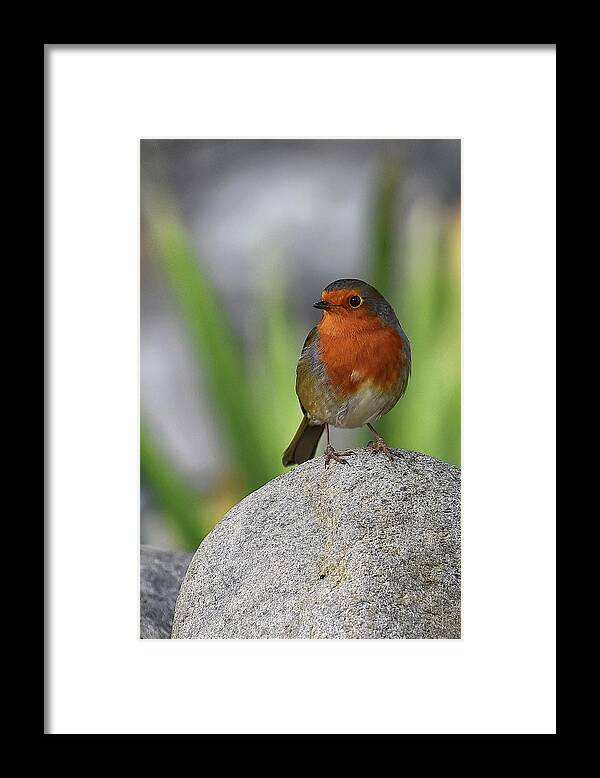 Robin Framed Print featuring the photograph Cheeky Chappy by Kuni Photography