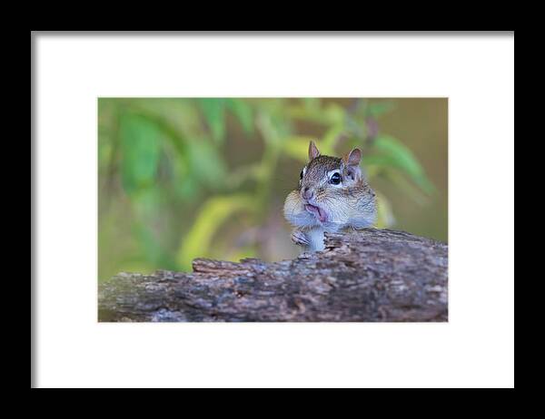 Acorn Framed Print featuring the photograph Cheeky chipmunk by Mircea Costina Photography