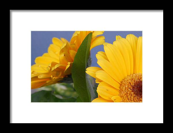 Gerbera Daisy Framed Print featuring the photograph Cheerful Gerbera Daisies by Amy Fose