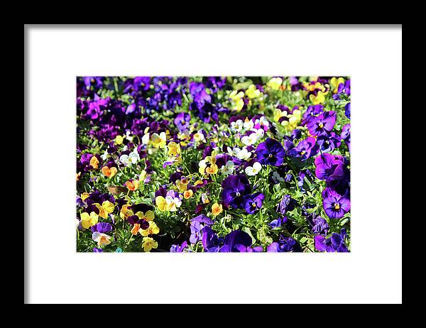 Pansies Framed Print featuring the photograph Cheerful Pansies by Cynthia Guinn