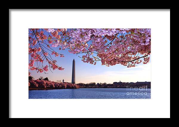 Pink Framed Print featuring the photograph Cheery Cherry DC by Olivier Le Queinec