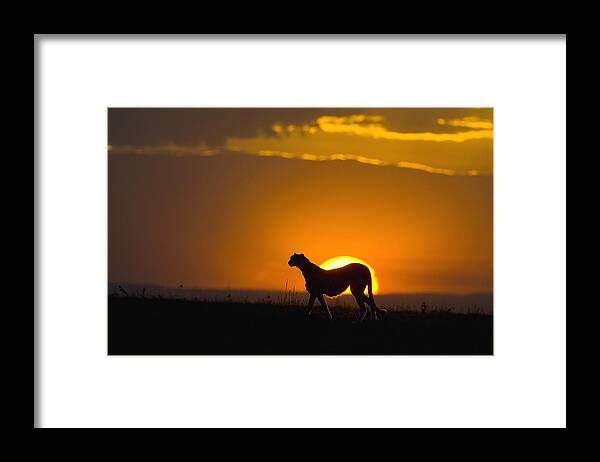 00761510 Framed Print featuring the photograph Cheetah Acinonyx Jubatus In Silhouette by Suzi Eszterhas