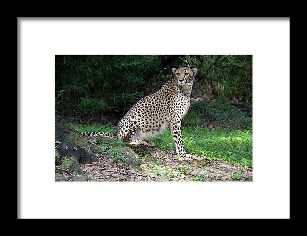 Cheetah Framed Print featuring the photograph Cheetah Watching by Catherine Sherman