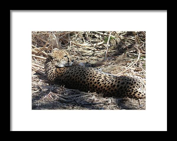 Maryland Framed Print featuring the photograph Cheetah Awakened by Ronald Reid