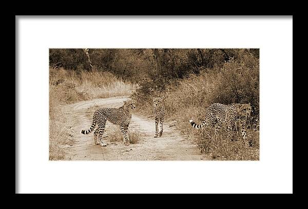 Cheetahs Framed Print featuring the photograph Cheetah Brothers by Felix Concepcion