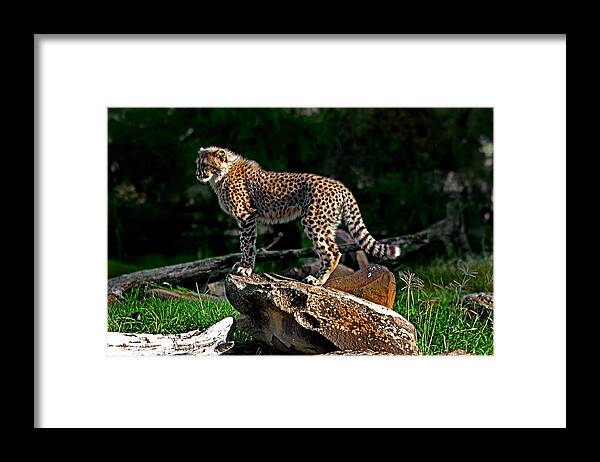 #cheetah Framed Print featuring the photograph Cheetah cub finds her pride rock by Miroslava Jurcik