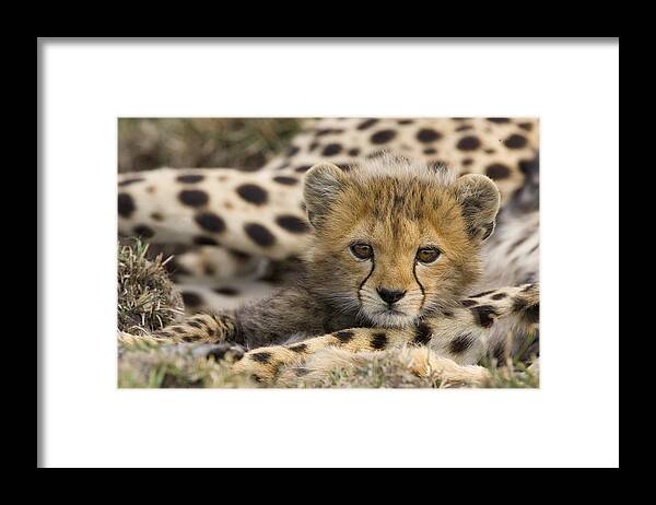00761521 Framed Print featuring the photograph Cheetah Cub Portrait by Suzi Eszterhas