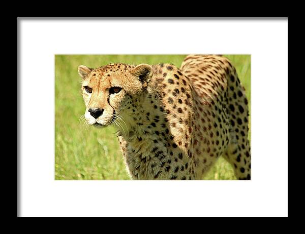 Cheetah Framed Print featuring the photograph Cheetah by Debbie Oppermann