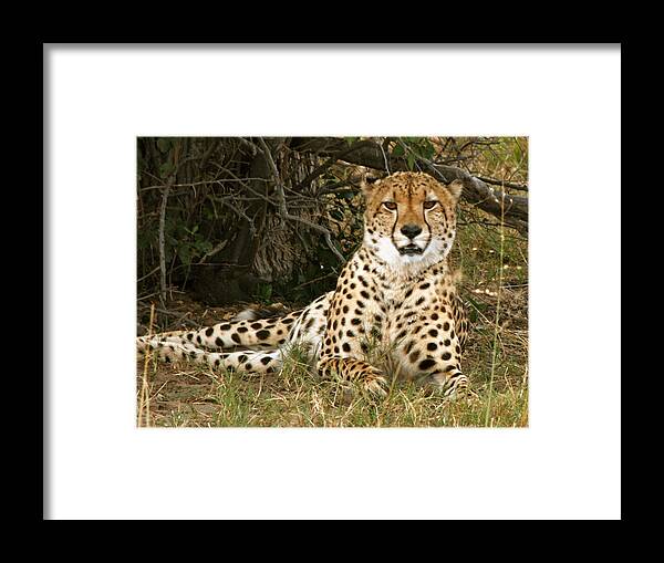 Karen Zuk Rosenblatt Art And Photography Framed Print featuring the photograph Cheetah Encounter by Karen Zuk Rosenblatt