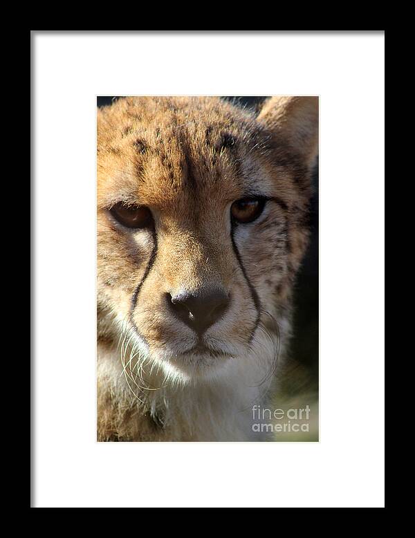 Cheetah Framed Print featuring the photograph Cheetah by Karen Adams