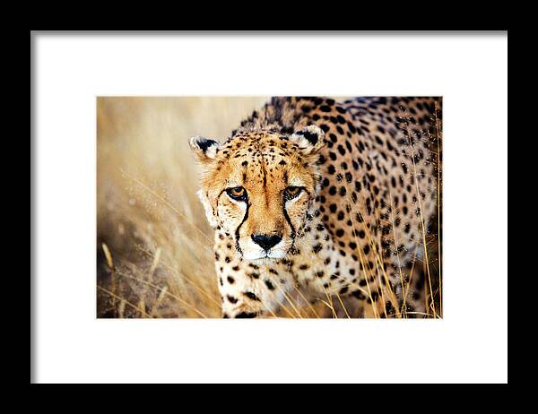 Cheetah Framed Print featuring the photograph Cheetah by Matt Cohen