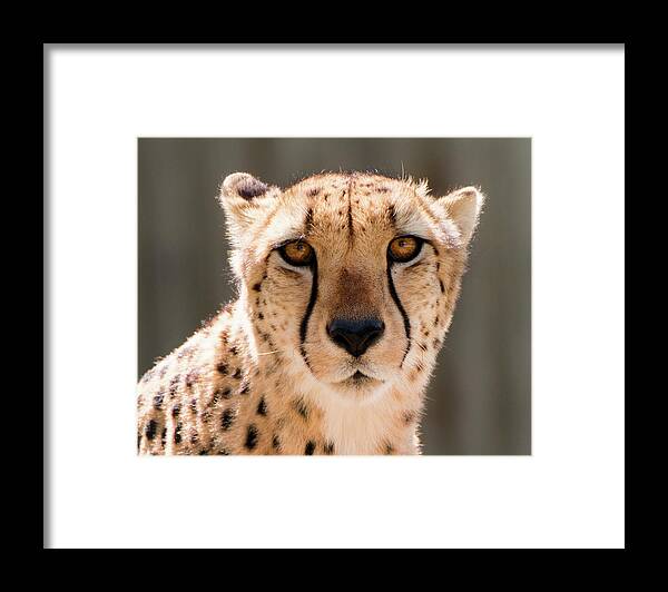 Cheetah Framed Print featuring the photograph Cheetah by Philip Rodgers