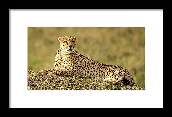 Cheetah Framed Print featuring the photograph Cheetah Resting by Steven Upton