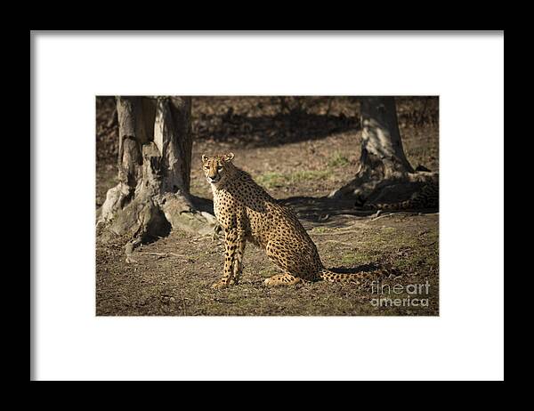 Cheetah Sitting Pretty Framed Print featuring the photograph Cheetah Sitting Pretty by Jemmy Archer