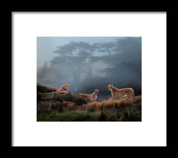 Safari Framed Print featuring the photograph Cheetahs in the Mist by Melinda Hughes-Berland