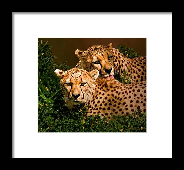 Cheetah Framed Print featuring the digital art Cheetahs by Thanh Thuy Nguyen