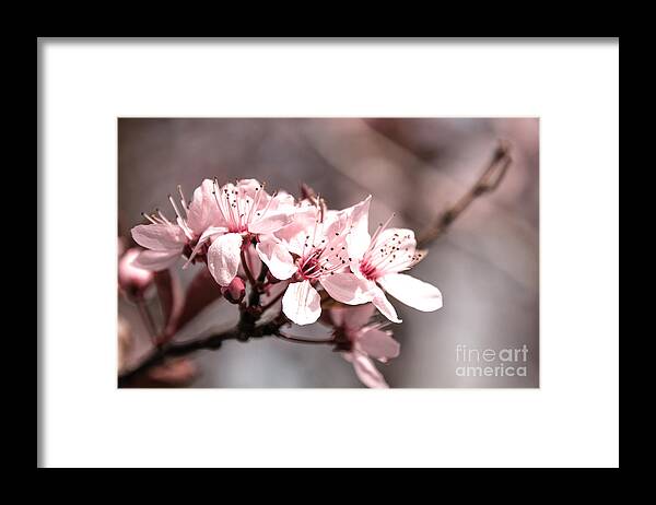 Cherry Framed Print featuring the photograph Cherry Blossom by Amanda Mohler