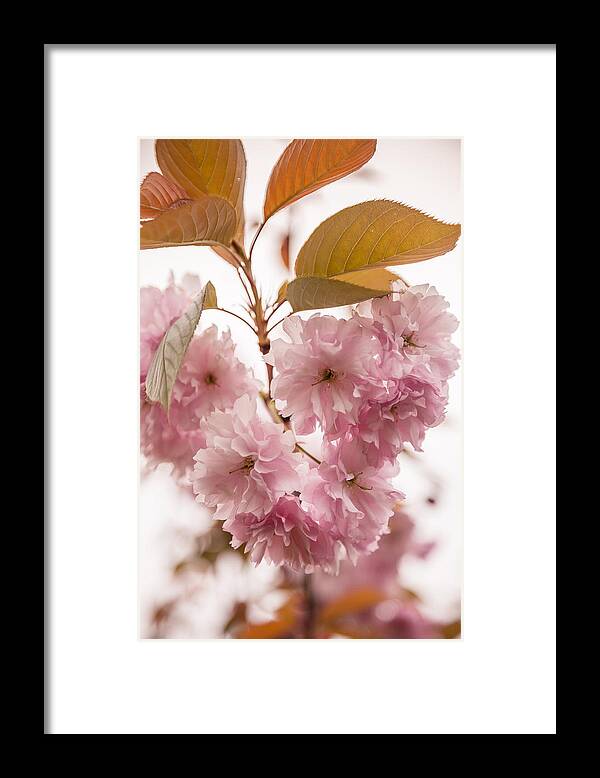 Bellingham Framed Print featuring the photograph Cherry Blossom Beauty by Judy Wright Lott