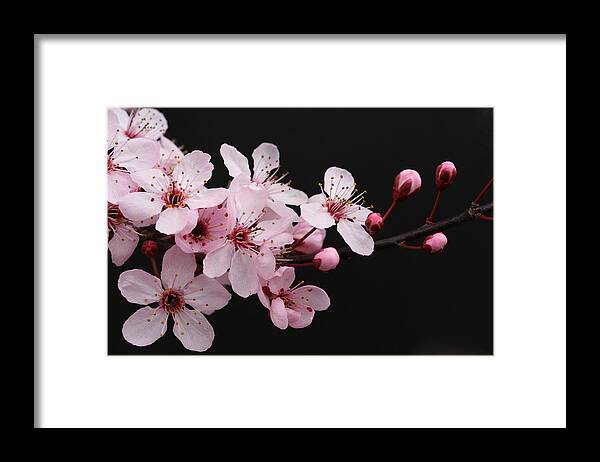Plum Extract Framed Print featuring the photograph Cherry Blossom Dazzler by Tammy Pool