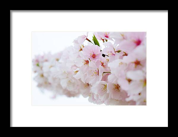 Cherry Blossom Framed Print featuring the photograph Cherry Blossom Focus by Nicole Lloyd