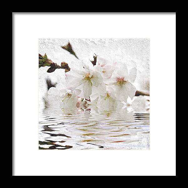 Blossom Framed Print featuring the photograph Cherry blossom in water by Elena Elisseeva